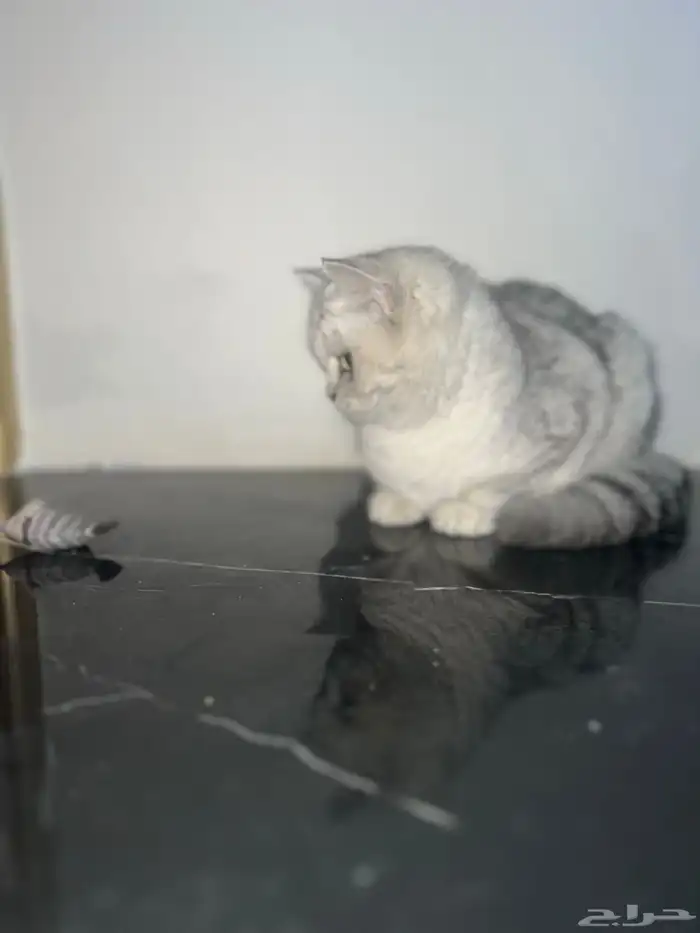 انثى سكوتش ستريت بيور شهرين صحتها ممتازة 5