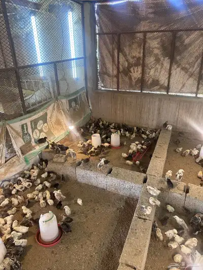 صيصان وفروخ بلدي وفيومي 11