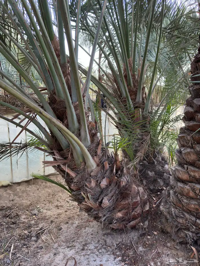 فسايل و نخيل (إخلاص ) مثمرة. 3