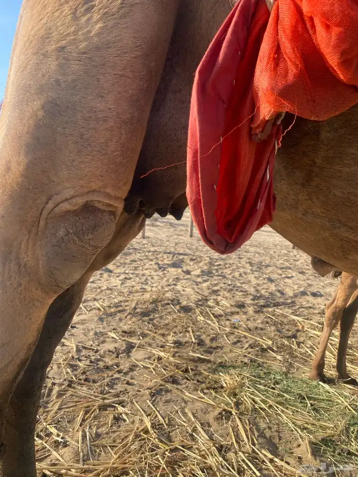 ناقه حمرا السن ناب مشروطه من اللحي وهد الشبوك 0