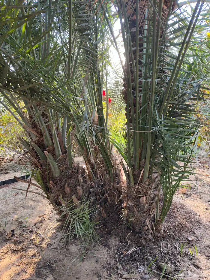 فسايل و نخيل (إخلاص ) مثمرة. 0