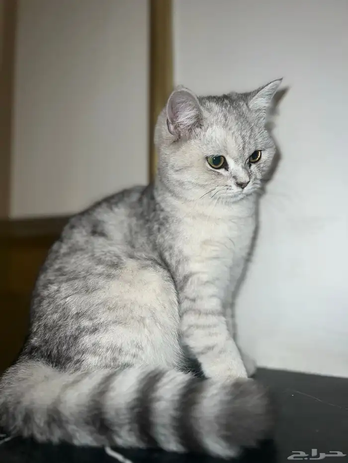 انثى سكوتش ستريت بيور شهرين صحتها ممتازة 0