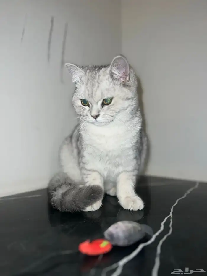 انثى سكوتش ستريت بيور شهرين صحتها ممتازة 2