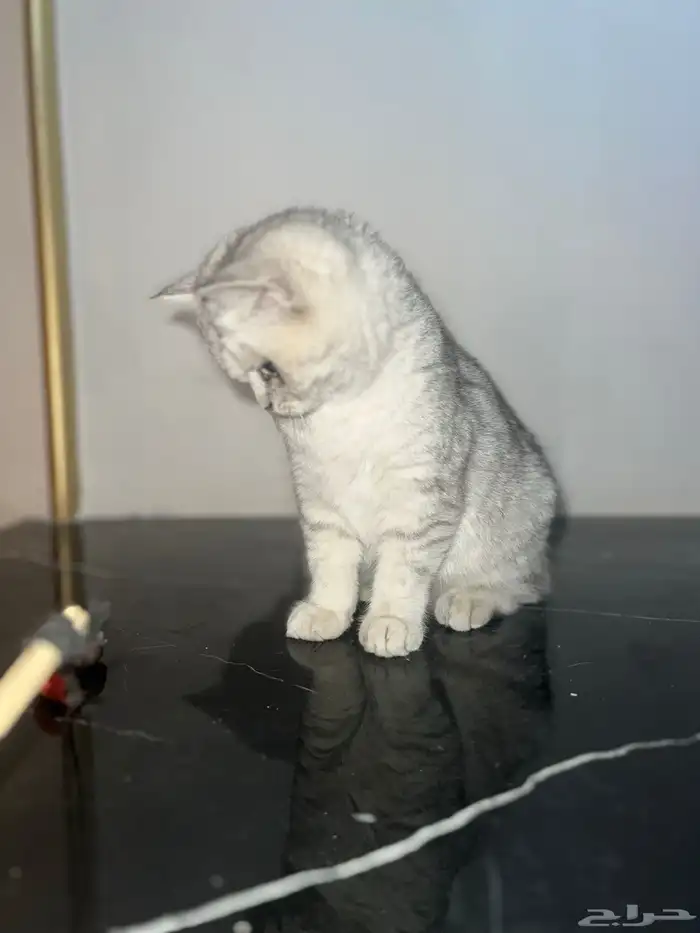 انثى سكوتش ستريت بيور شهرين صحتها ممتازة 4