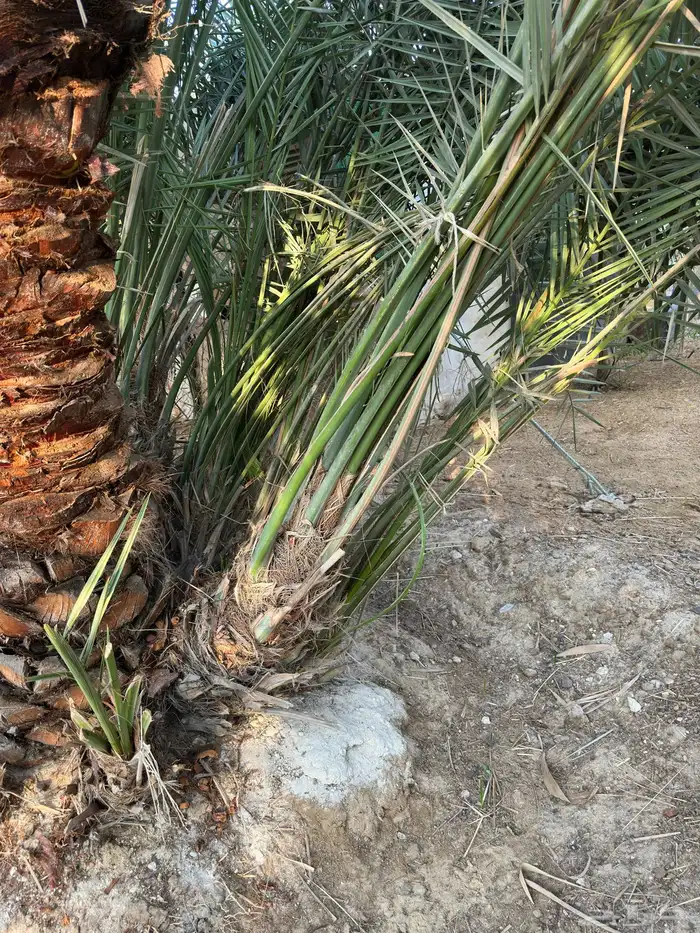 فسايل و نخيل (إخلاص ) مثمرة. 1
