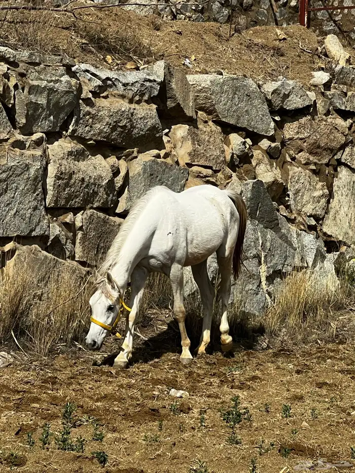 فرس واهو 1