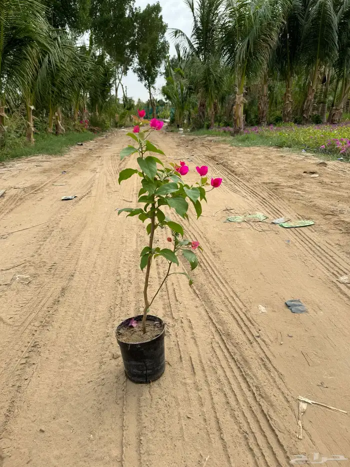 مشتل لبيع النباتات والأشجار 0