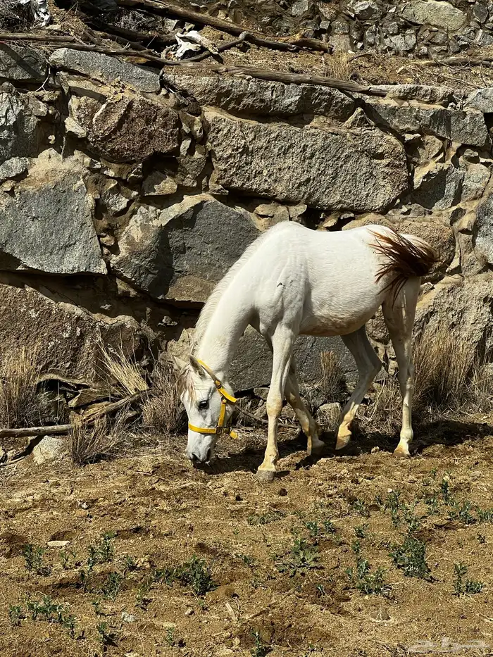 فرس واهو 0