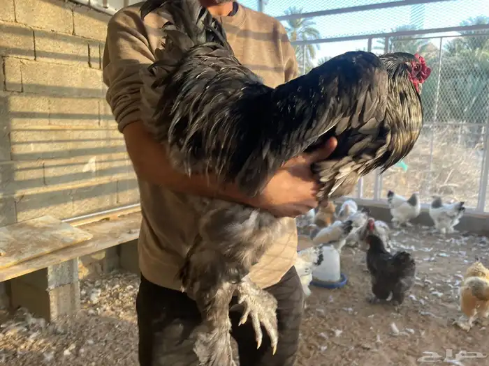 دجاج براهما دم صافي جميع الالوان 6