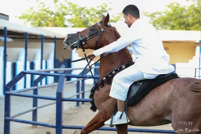 مربط الحازم للخيل العربية الأصيلة-عروض مميزة -تكسير الاسعار 10