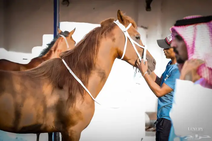 مربط الحازم للخيل العربية الأصيلة-عروض مميزة -تكسير الاسعار 1