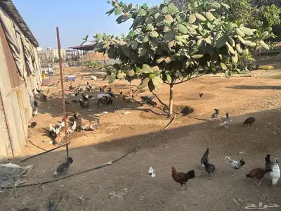 صيصان وفروخ بلدي وفيومي 3