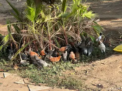 صيصان وفروخ بلدي وفيومي 1