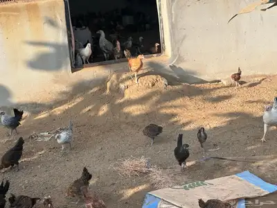 صيصان وفروخ بلدي وفيومي 4