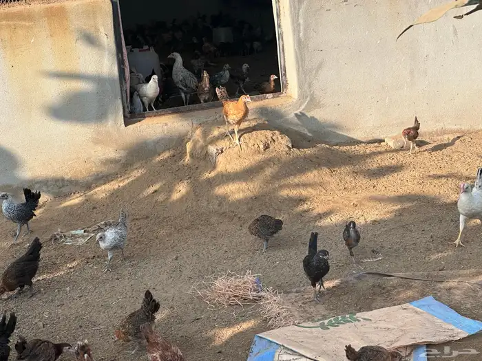 صيصان وفروخ بلدي وفيومي 4