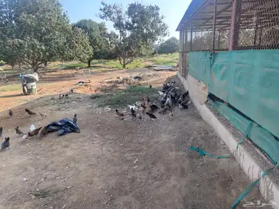 صيصان وفروخ بلدي وفيومي 0