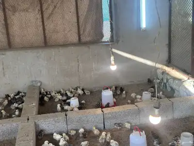 صيصان وفروخ بلدي وفيومي 8