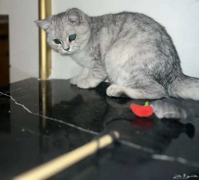 انثى سكوتش ستريت بيور شهرين صحتها ممتازة 3