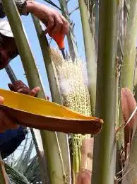 تلقيح وتشويك النخيل العربي 0