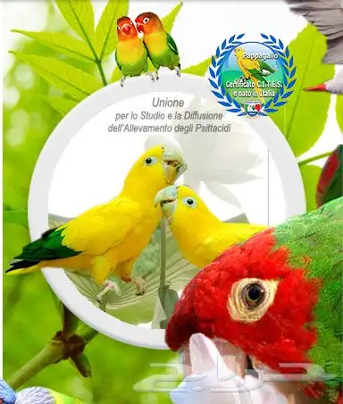 معلومات عن الطيور الاوربية AIAP 3