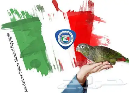 معلومات عن الطيور الاوربية AIAP 4