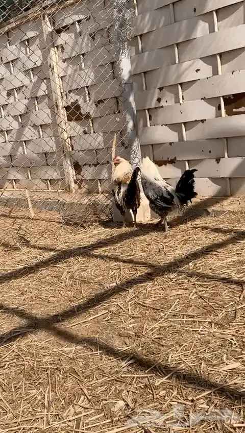 ديك عربي بلدي صحة شرط للبيع 0