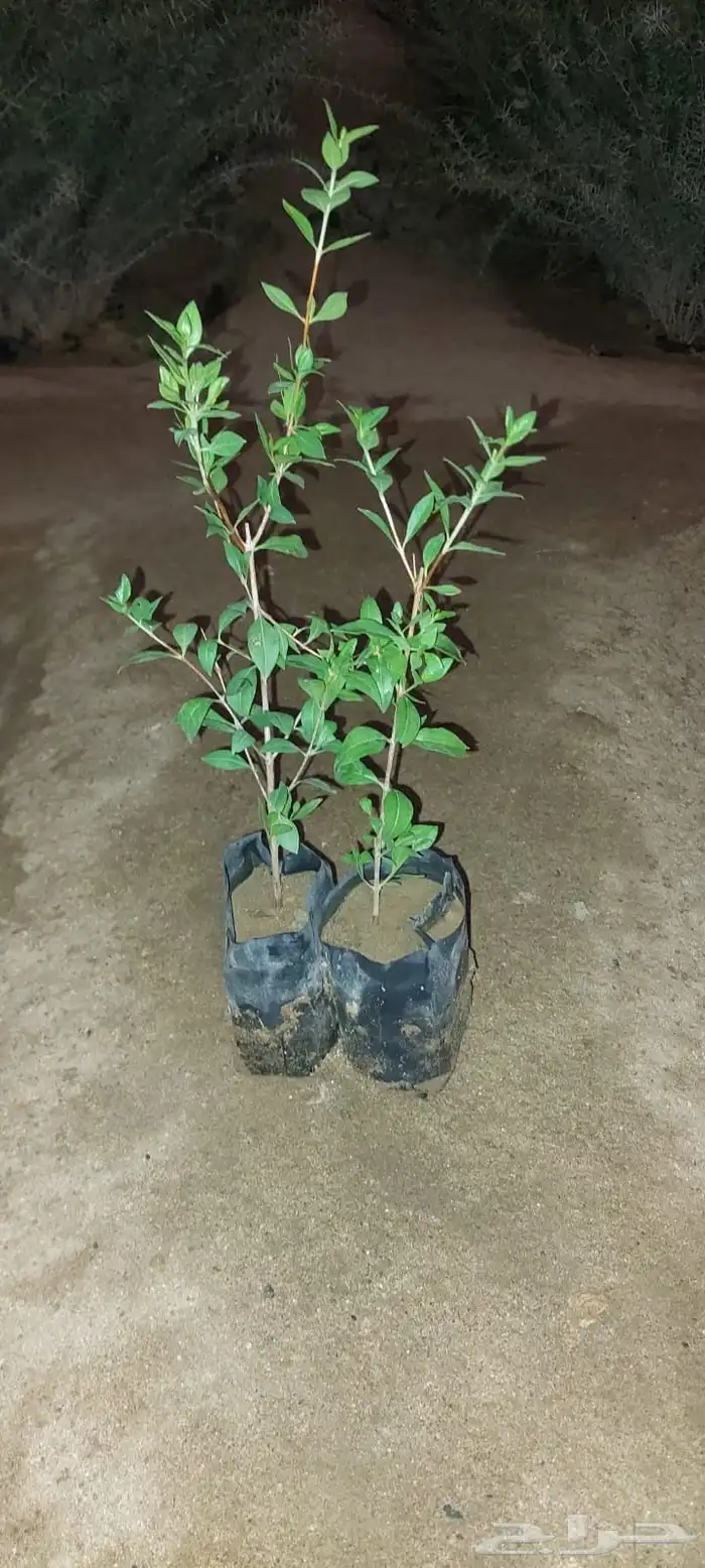 شتلات بأكياس عرض بريال ونص واصله لموقعك جمله فقط الفين شتله 6
