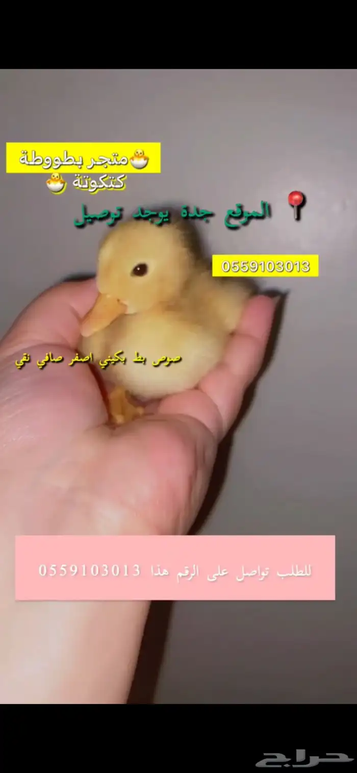 صوص بط بكيني للبيع في جدة يوجد توصيل لكل المناطق 1