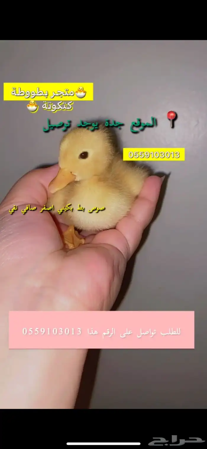 صوص بط بكيني للبيع في جدة يوجد توصيل لكل المناطق 3