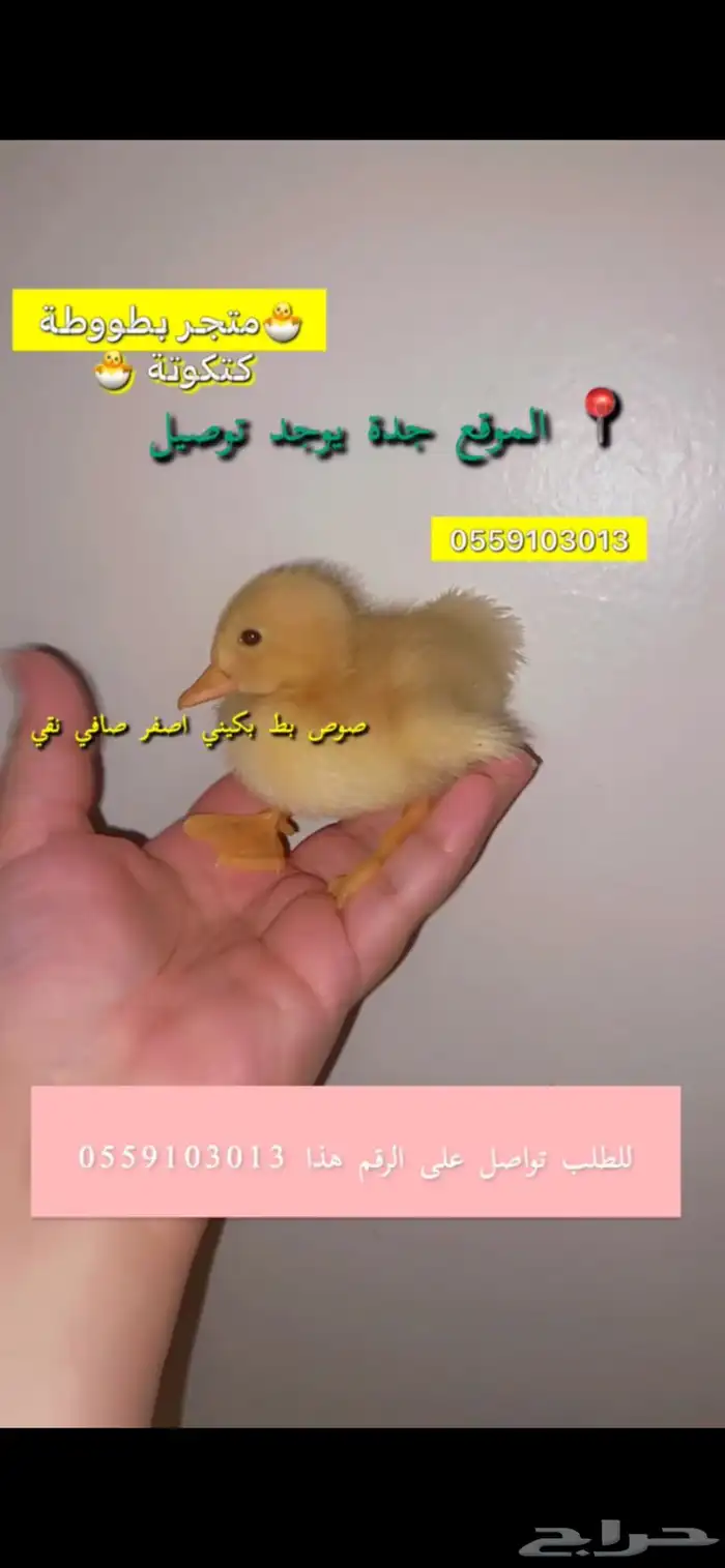 صوص بط بكيني للبيع في جدة يوجد توصيل لكل المناطق 2