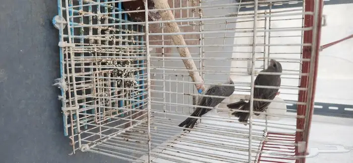 جوز حسون قري او حسون طائفي 0