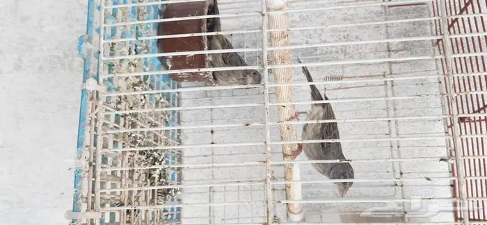 جوز حسون قري او حسون طائفي 2