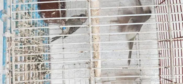 جوز حسون قري او حسون طائفي 5