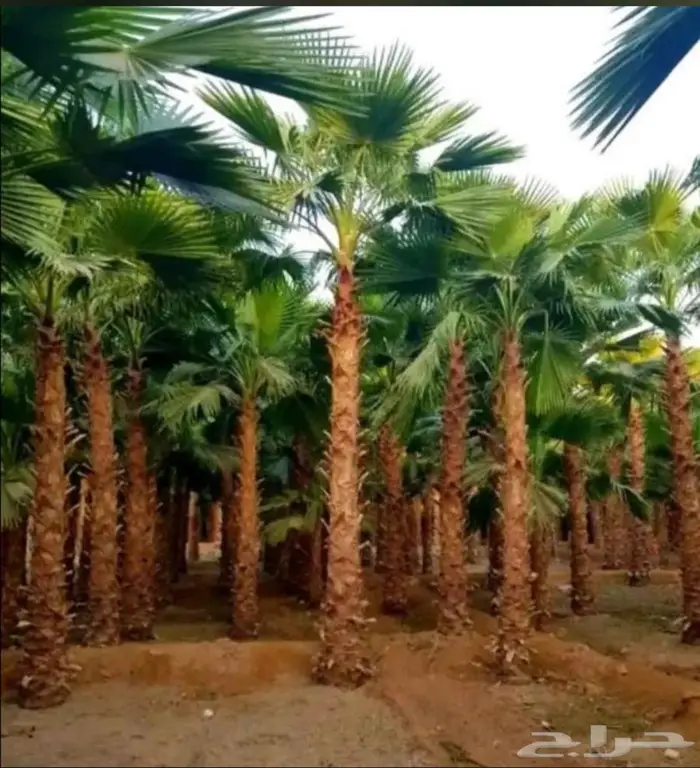 نخل واشنطن فاخر ابو مروحه 3