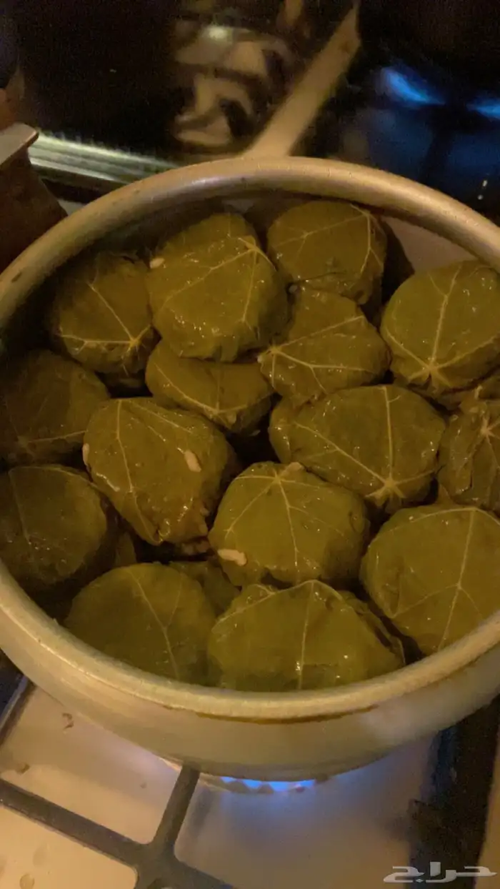 كبيبه حائل 1