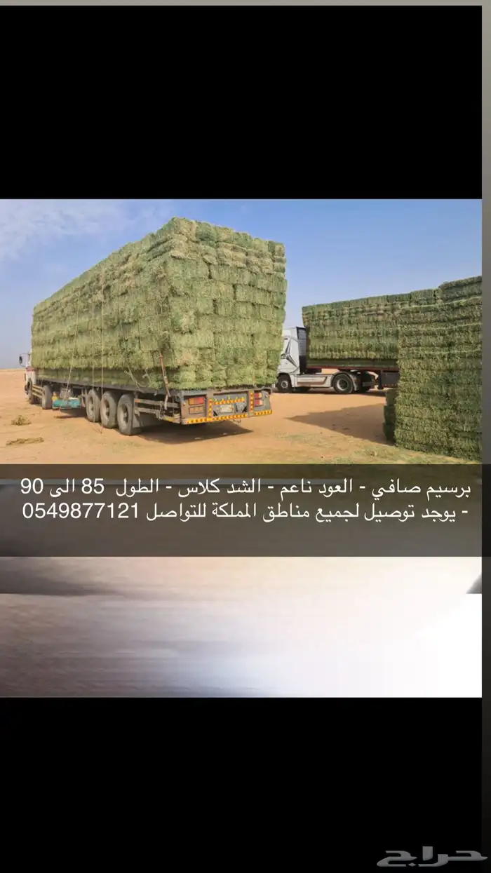 برسيم صافي 0