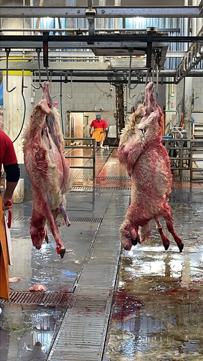 بيع اغنام متوفر كاش او تابي او تمارا 2