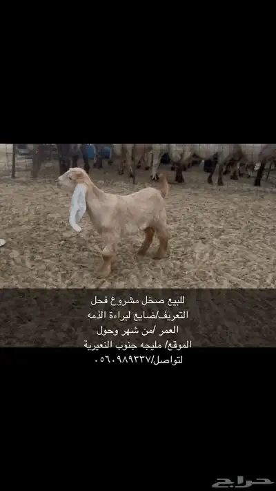 تيس اصفر مشروع فحل 0