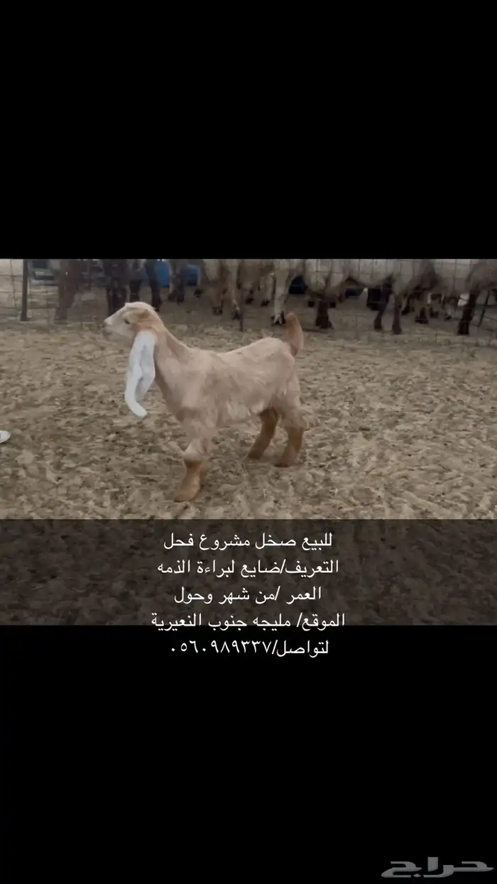 تيس اصفر مشروع فحل 0