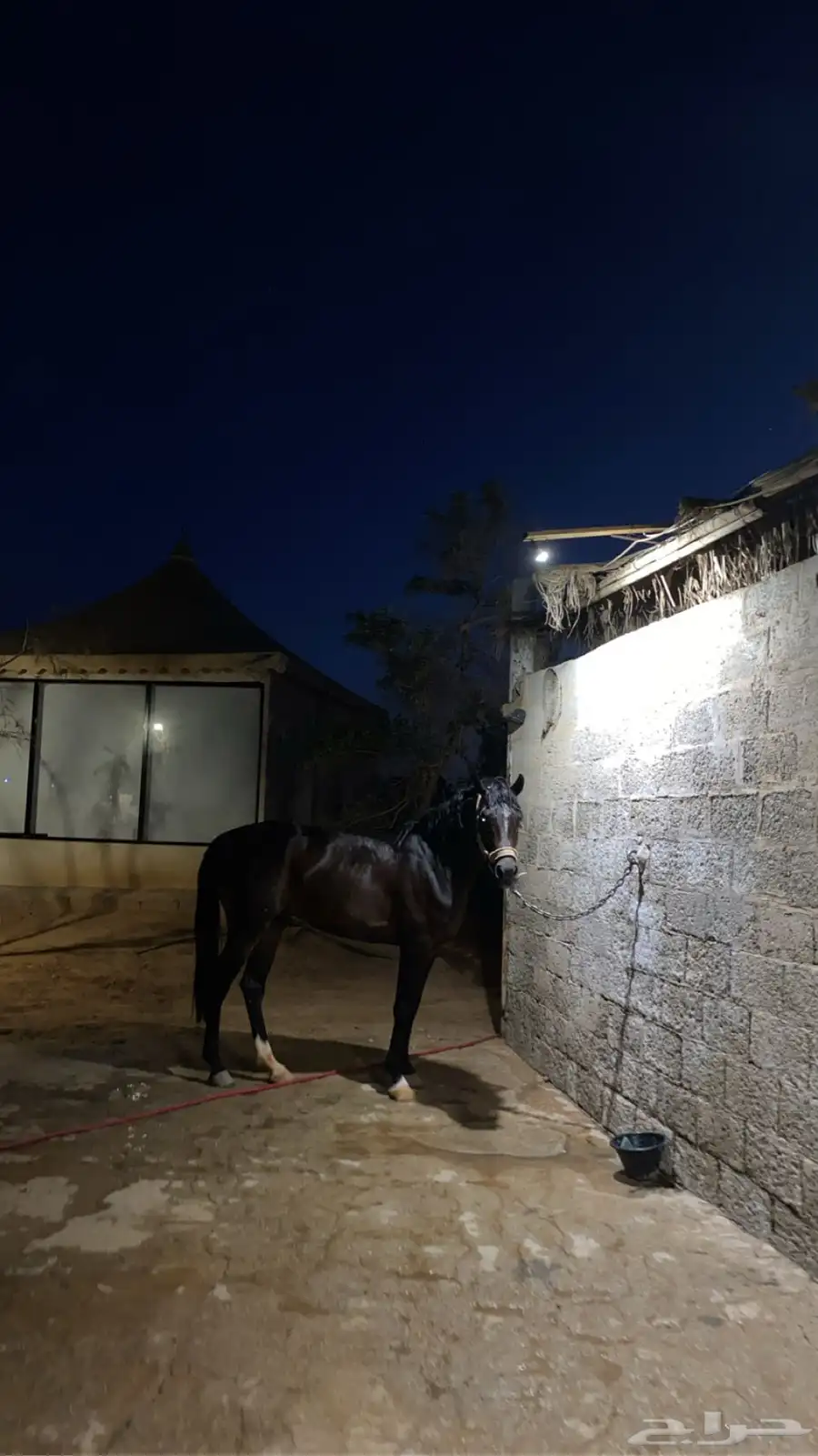خيل شعبي 2
