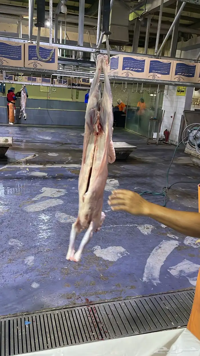 بيع اغنام متوفر كاش او تابي او تمارا 6