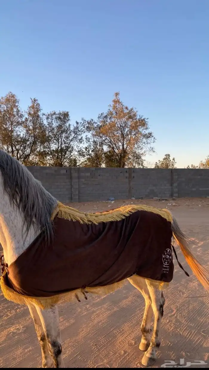 جلال زينه للخيل ب شعار يوم التأسيس السعودية 0