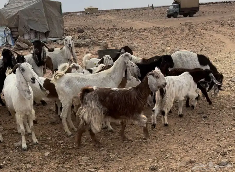 رفحاء 0