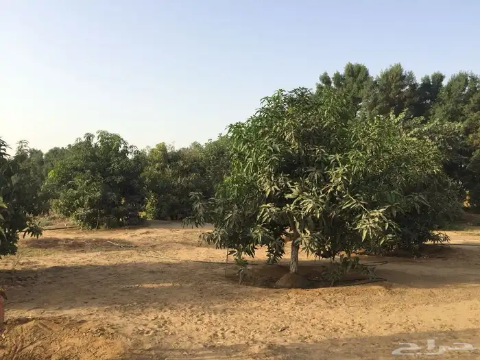 مزرعه للبيع بحلة عقلاء العنزي 3