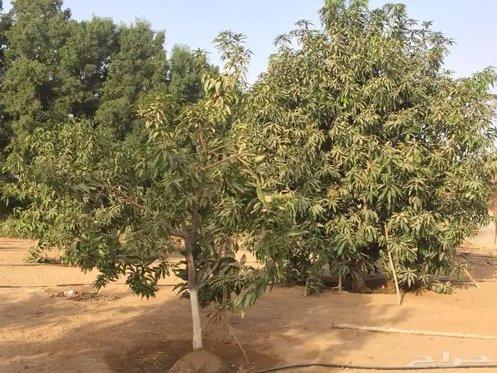 مزرعه للبيع بحلة عقلاء العنزي 23
