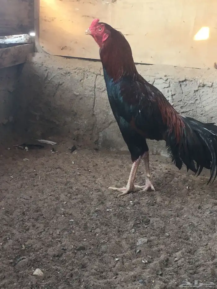 ديك باكستاني سندي 0