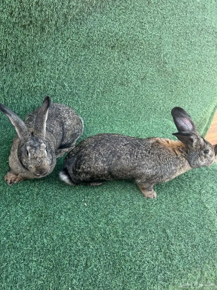 اناث ارانب فلاندر الماني( تم البيع) 3