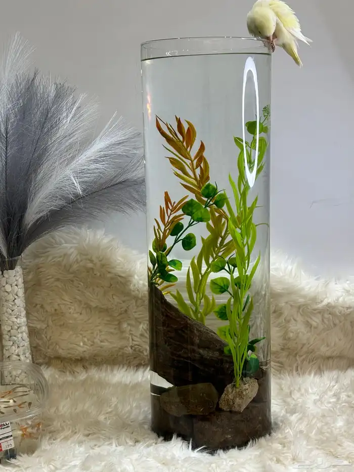 هديه بيت جديد ( حوض سمك كبير ) 15 لتر ماء 2