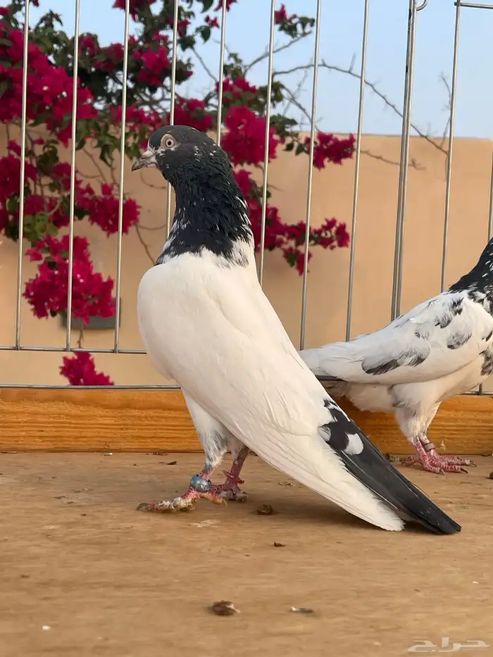 للبيع زوج تيدي سخي 0
