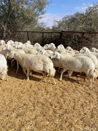 غنم صنف دفيع 3